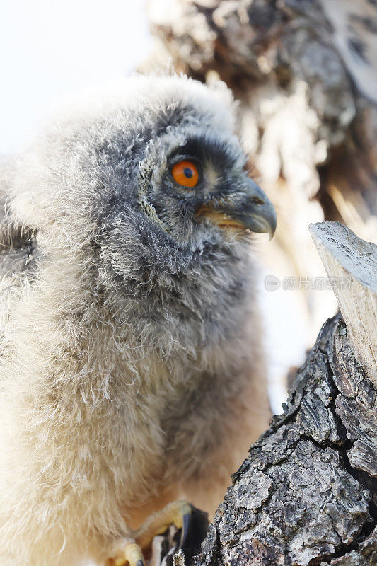 长耳猫头鹰(Asio otus)幼鸟